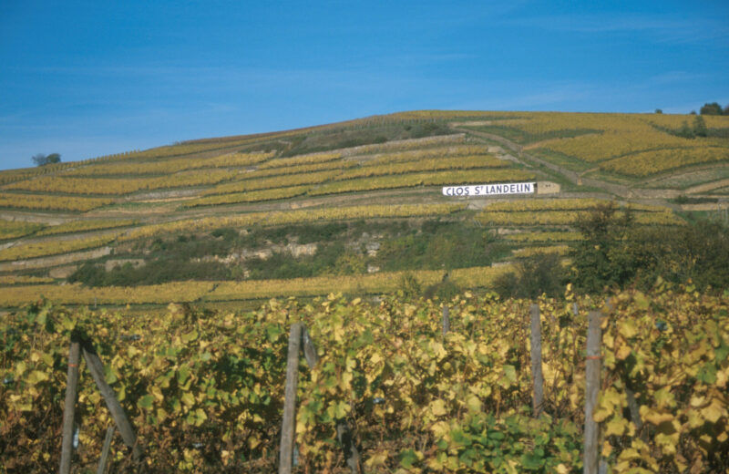 James Ratcliffe, Co-Owner of The Black Bull, on the Wines of Alsace